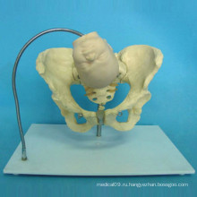 Положение черепа плода в женской тазовой модели для медицинского обучения (R170104)